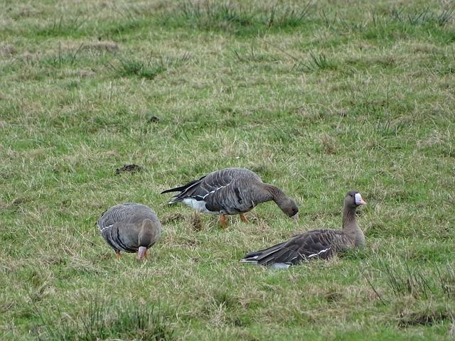 杰克逊轰24分，灰熊全队7人上双逆转取胜