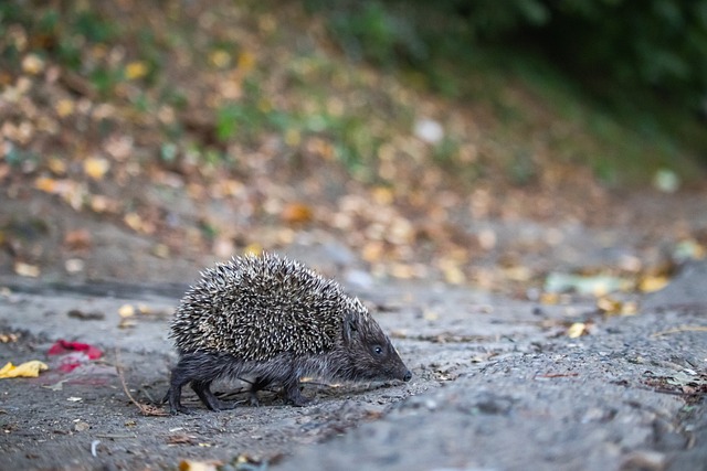 世界杯抽签爆大瓜！79 岁特朗普拿首届和平奖，因凡蒂诺这操作看懵球迷