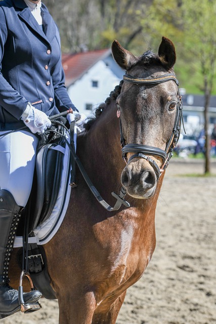 荷兰队创最差战绩，排协公告球队降级转战二级赛事争积分