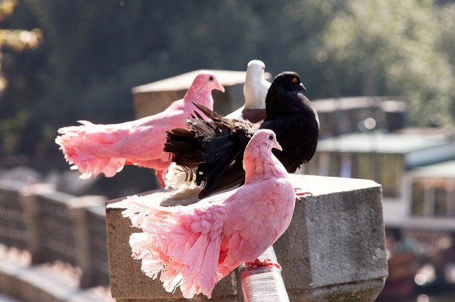 导致皮球以 导致皮球以